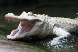 alligator blanc